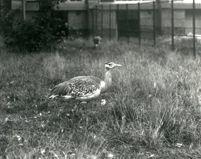Kaksi arabirintaa seisoo aitauksessaan Lontoon eläintarhassa syyskuussa 1927. tekijältä Frederick William Bond