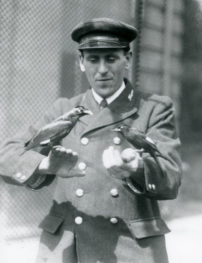 Kaksi Myna-lintua pitäjän Thomas Raggettin käsissä Lontoon eläintarhassa, kesäkuu 1924 tekijältä Frederick William Bond