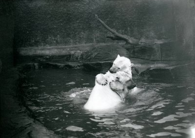 Kaksi jääkarhua, mukaan lukien nuori, halaamassa ja leikkimässä uima-altaassa Lontoon eläintarhassa, kesäkuu 1922 tekijältä Frederick William Bond