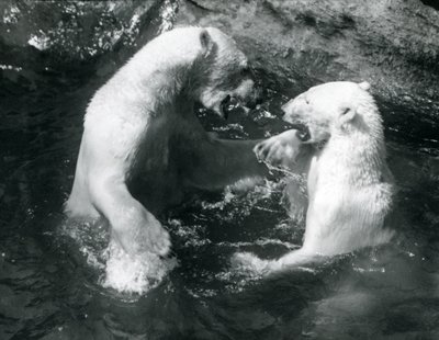 Kaksi jääkarhua ryyppäämässä uima-altaassa Lontoon eläintarhassa vuonna 1926 tekijältä Frederick William Bond