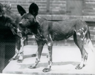 Kaksi Somalian villikoiraa Lontoon eläintarhassa heinäkuussa 1925 tekijältä Frederick William Bond