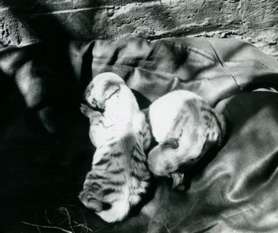 Kaksi raidallista hyeenanpentua Lontoon eläintarhassa, n. 1914 tekijältä Frederick William Bond
