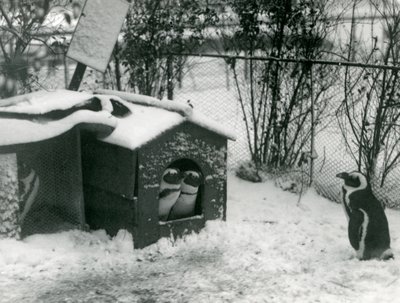 Kaksi uhanalaista mustajalkapingviiniä katsoo ulos pesimälaatikostaan lumeen, kun taas toinen katselee, Lontoon eläintarha, 1924 tekijältä Frederick William Bond
