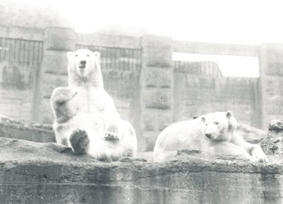 Kaksi jääkarhua ZSL:n Lontoon eläintarhassa, 1927 tekijältä Frederick William Bond