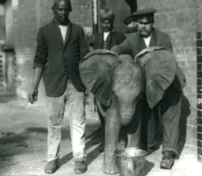 Nuori afrikkalainen norsu Kiberenge juo ämpäristä kouluttajina Darishin ja Syed Alin sekä hoitaja H. Robertsonin kanssa vuonna 1923 tekijältä Frederick William Bond