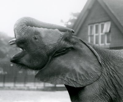 Nuori afrikkalainen norsu Kiberenge kohottaa runkoaan ja kutsuu, Lontoon eläintarha, elokuu 1925 tekijältä Frederick William Bond