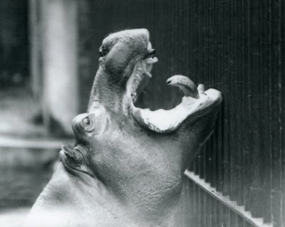 Nuori virtahepo Bobbie Lontoon eläintarhassa, 1927 tekijältä Frederick William Bond