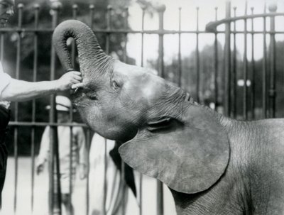 Nuori naaras, afrikkalainen pygmy-norsu Oojah saa herkkua, Lontoon eläintarha, heinäkuu 1925 tekijältä Frederick William Bond