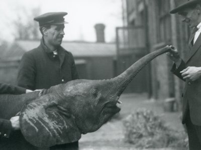 Nuori naaras afrikkalainen pygmyelefantti Oojah kohottaa vartaloaan herkkua varten Lontoon eläintarhassa, kesäkuu 1925 tekijältä Frederick William Bond