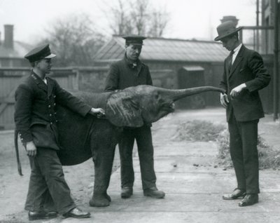 Nuori naaras afrikkalainen pygmyelefantti Oojah kohottaa vartaloaan herkkua varten Lontoon eläintarhassa, kesäkuu 1925 tekijältä Frederick William Bond
