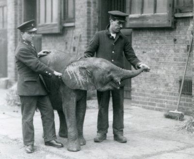Nuori naaras afrikkalainen pygmyelefantti Oojah kohottaa vartaloaan hoitajiensa herkkua varten Lontoon eläintarhassa huhtikuussa 1925 tekijältä Frederick William Bond