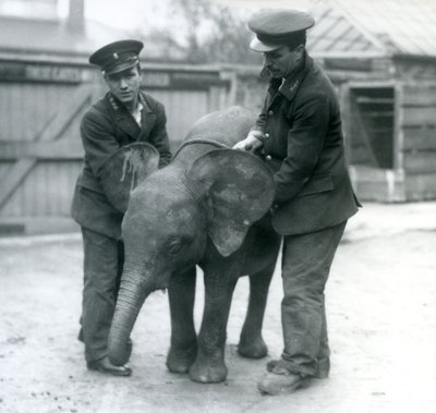 Nuori naaras afrikkalainen pygmyelefantti Oojah kahden vartijan kanssa Lontoon eläintarhassa huhtikuussa 1925 tekijältä Frederick William Bond