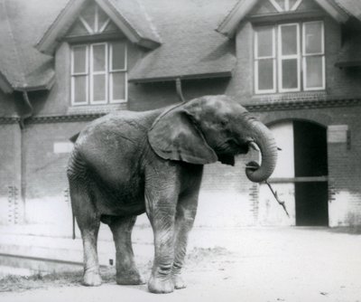 Nuori urospuolinen afrikanelefantti Kiberenge seisoo elefanttitalon edessä, Lontoon eläintarha, kesäkuu 1927. tekijältä Frederick William Bond