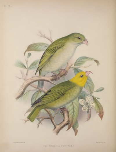 Psittirostra Psittacea, Scott B. Wilsonin teoksesta "Aves Hawaiienses: Sandwichsaarten linnut" tekijältä Frederick William Frohawk