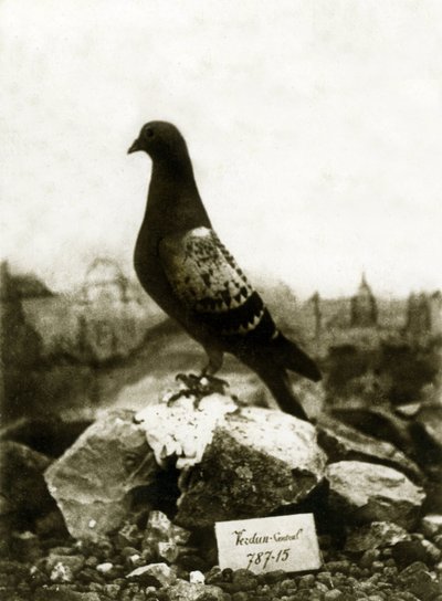 Eläimet ensimmäisen maailmansodan aikana 1914-1918: kuuluisa Vaillant Vaillant kyyhkynen tekijältä French Photographer