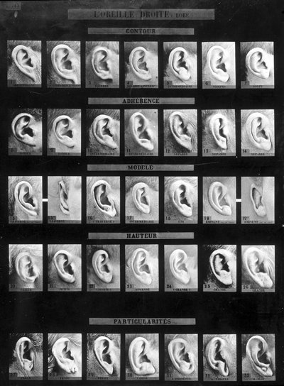 Antropometrinen luokittelu ja Bertillon-järjestelmän tunnistaminen: erityyppisten suorien korvien vertailu. sd. 1800-luvun loppu. tekijältä French Photographer