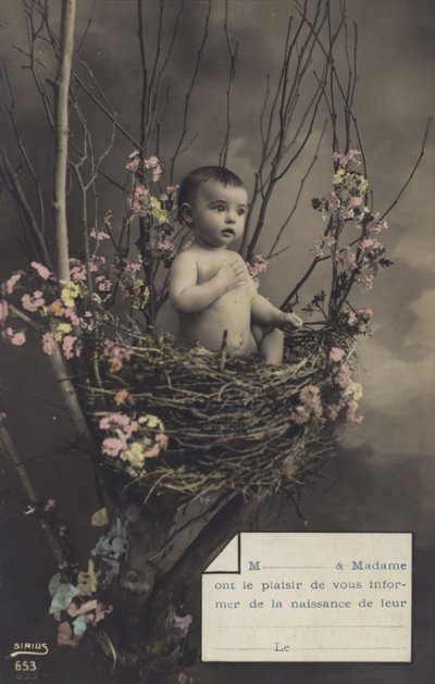 Vauva pesässä tekijältä French Photographer