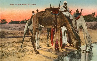 Kamelit juomassa Oued-joen reunalla Algeriassa tekijältä French Photographer