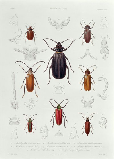 Kokoelma Chilessä tavattuja Coleopteroita, kuvitus teoksesta "Historia de Chile", Lebrunin kaiverrus, 1854. tekijältä French School