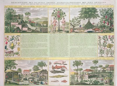 Kuvaus Antilleilta löydetyistä kasveista, puista, eläimistä ja kaloista, kuva Histoire Generale des Antilles Habitees par les Francois Vol. 2, Jean Baptiste Du Tertre (1610-1687), julkaise tekijältä French School
