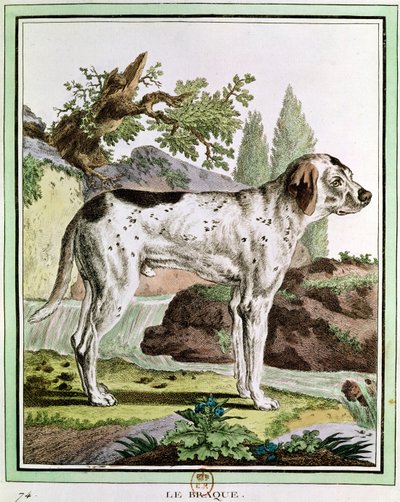 Osoitin, kuvitus Histoire Naturellesta Georges Louis Leclercin (1707-88) Buffonin kreivi, 1749-1804 tekijältä French School