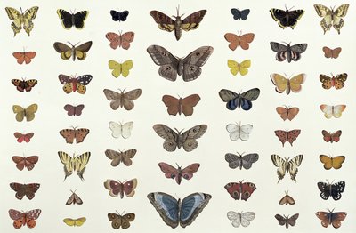 Kollaasi perhosista ja perhosista, mukaan lukien Camberwell Beauty, British Swallowtail, Scarce Swallowtail, Peacock ja Small Tortoiseshell, noin 1830 (painos numero 104967) tekijältä French School