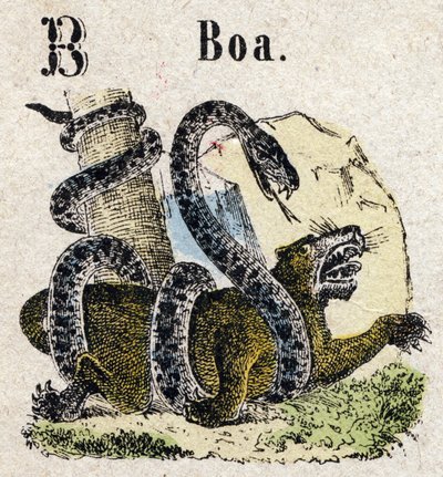 Abecedary. B-kirjain kuin Boa. Pieni tietosanakirja aakkoset, suosittu sarja. Epinaalinen kuvantaminen, 1800-luvun loppu tekijältä French School