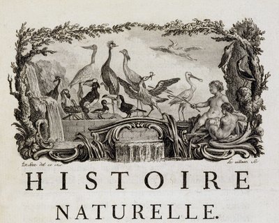 Luonnonhistorian allegooria linnuista - Buffonin "" Luonnonhistoria, yleinen ja erityinen historia" tekijältä French School