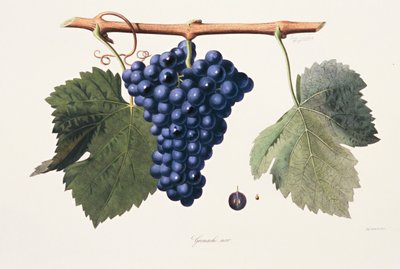 Ampelografia, Rypäleterttu Grenache Cotes du Rhone tekijältä French School