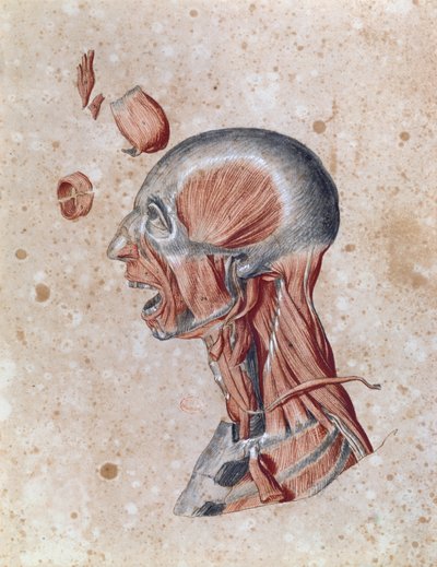 Pään anatomia, opiskelijan piirtämä (värikynä paperille) tekijältä French School