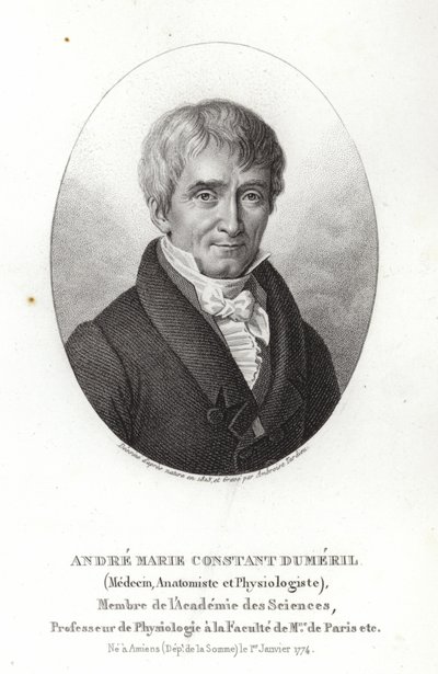 André Marie Constant Dumeril tekijältä French School