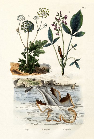 Enkelihai, 1833-39 tekijältä French School