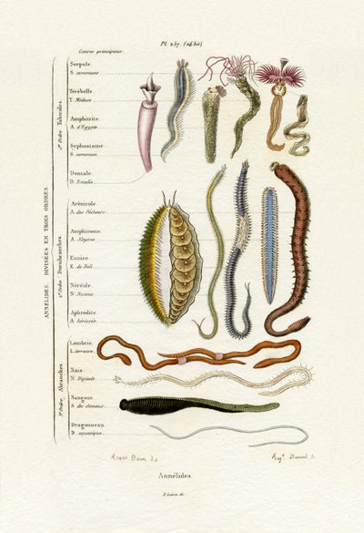 Annelids, 1833-39 tekijältä French School
