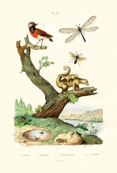 Ants, 1833-39 tekijältä French School