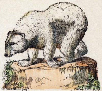 Karhu. Kaiverrus "" Alphabet des animaux sauvages"". 9. sarja. Kuvia Epinalista, Pellerin, paino-kustantaja, noin 1870. Kaiverrukset puuhun, stenciloitu. 16 sivua. Mitat: 20 x 15 cm. Yksityinen kokoelma tekijältä French School