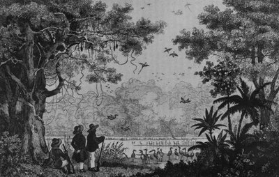 Lintujen metsästys, "Bresil, Colombie et Guyanese" Ferdinand Denis ja Cesar Famin tekijältä French School