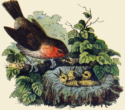 Lintu ja poikaset pesässä. Kaiverrus "ABC indehirable on lakattu kangas". A. Capendu, toimittaja, Pariisi, 1800-luvun loppu. Kuvitettu lastenkirjakauppa. 8 sivua. Mitat: 21,5 x 18 cm. tekijältä French School