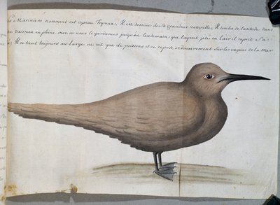 Lintu nimeltä Foyroux (tiira), Cape Frio, Brasilia, akvarelli lokikirjasta Jacques Gouin de Beauchesnen (1652-1730), Compagnie royale de la Mer du Sudin kapteeni, 1698-1701, Ranska tekijältä French School