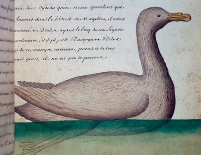 Lintu nimeltä Goualent, Magellanin salmi, akvarelli lokikirjasta Jacques Gouin de Beauchesnen (1652-1730), Compagnie royale de la Mer du Sudin kapteeni, 1698-1701, Ranska tekijältä French School