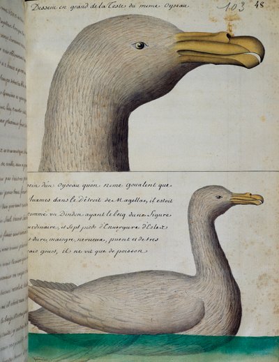 Lintu Magellanin salmesta, akvarelli lokikirjasta. Jacques Gouin de Beauchesne (1652-1730), Compagnie royale de la Mer du Sudin kapteeni, 1698-1701, Ranska tekijältä French School