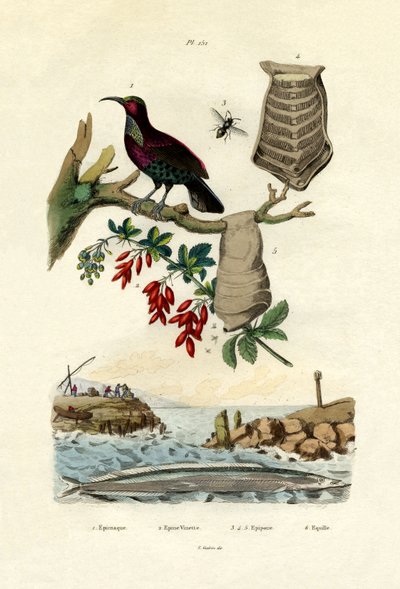 Paratiisin lintu, 1833-39 tekijältä French School