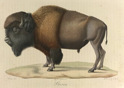 Bison, "Nisäkkäiden luonnonhistoriasta" (väri litho) tekijältä French School