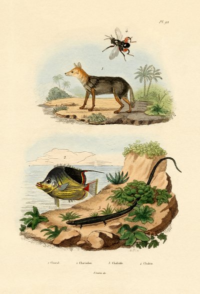 Mustaselkäsakaali, 1833-39 tekijältä French School