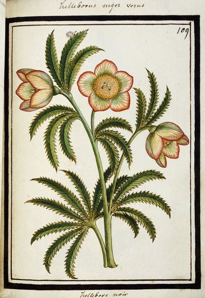 Musta Hellebore, n. 1700 tekijältä French School