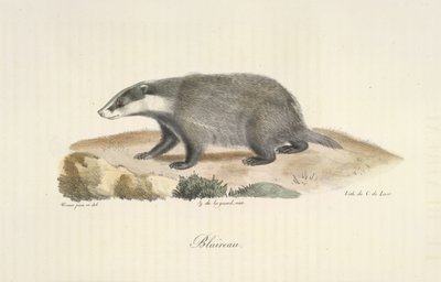 Mäyrä, mäyrä, nisäkkäiden luonnonhistoriasta (väri litho) tekijältä French School