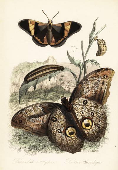 Brassolis sophorae perhonen, nukke ja toukka toukka tekijältä French School