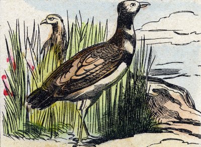 Bustard. Kaiverrus "Buffon Alphabet des Oiseaux n 1". 3. Serie N 1. Epinalin kuvantaminen, Epinal, 1800-luvun loppu. 16 sivua. Mitat: 28 x 21 cm tekijältä French School