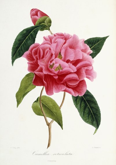Camellia reticulata, 1839-1943 tekijältä French School