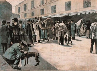 Kamelin hoito Ecole Nationale Veterinaire d