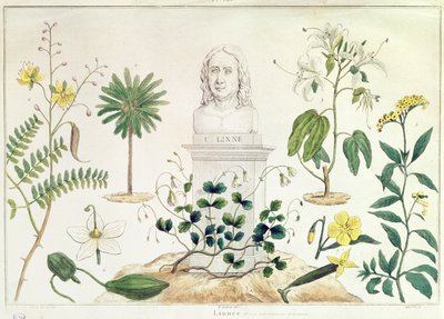 Carolus Linnaeus (1707-78) joidenkin hänen luokittelemiensa kasvien ympäröimänä (värikaiverrus) tekijältä French School
